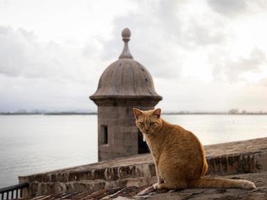 activists-sue-us-national-park-service-over-plan-to-remove-puerto-rico’s-famous-stray-cats