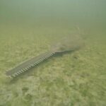 sawfish-are-spinning,-and-dying,-in-florida-waters-as-rescue-effort-begins