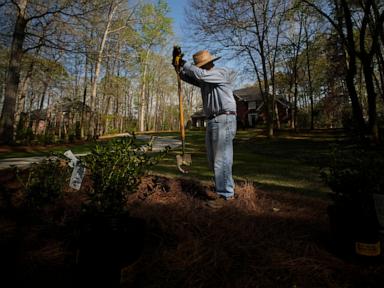 invaders-from-underground-are-coming-in-cicada-geddon.-it’s-the-biggest-bug-emergence-in-centuries