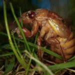 cicadas-are-nature’s-weirdos.-they-pee-stronger-than-us-and-an-std-can-turn-them-into-zombies