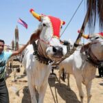 ap-photos:-cambodian-villagers-hold-rare-oxcart-race,-seeking-to-revive-a-centuries-old-tradition