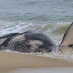 dead-whale-in-new-jersey-had-a-fractured-skull-among-numerous-injuries,-experts-find