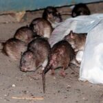 how-to-get-rid-of-nyc-rats-without-brutality?-birth-control-is-one-idea