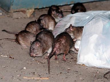 how-to-get-rid-of-nyc-rats-without-brutality?-birth-control-is-one-idea