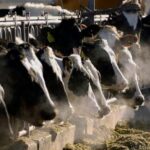 bird-flu-is-spreading-to-more-farm-animals.-are-milk-and-eggs-safe?
