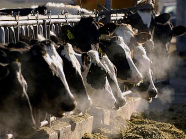 bird-flu-is-spreading-to-more-farm-animals.-are-milk-and-eggs-safe?