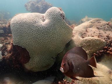 scientists-say-coral-reefs-around-the-world-are-experiencing-mass-bleaching-in-warming-oceans