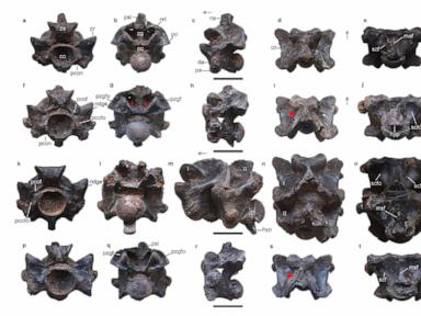 this-ancient-snake-in-india-might-have-been-longer-than-a-school-bus-and-weighed-a-ton