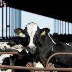 dairy-cattle-must-be-tested-for-bird-flu-before-moving-between-states,-agriculture-officials-say