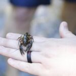for-the-endangered-nashville-crayfish,-its-rebound-is-both-good-and-bad-news
