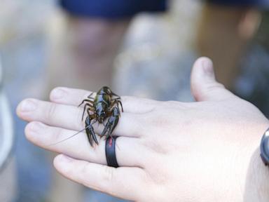 for-the-endangered-nashville-crayfish,-its-rebound-is-both-good-and-bad-news