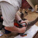 south-african-researchers-test-use-of-nuclear-technology-to-curb-rhino-poaching