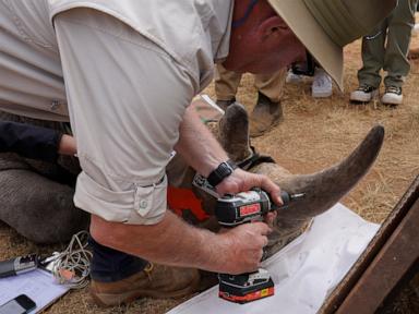 south-african-researchers-test-use-of-nuclear-technology-to-curb-rhino-poaching
