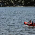 animal-rescuers-try-to-keep-dozens-of-dolphins-away-from-cape-cod-shallows-after-mass-stranding