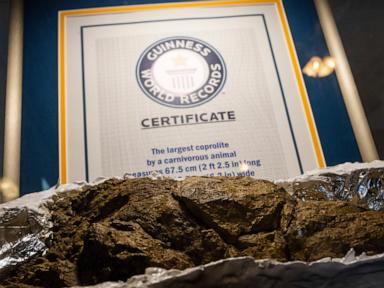 an-arizona-museum-tells-the-stories-of-ancient-animals-through-their-fossilized-poop