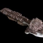 fossils-show-huge-salamander-like-predator-with-sharp-fangs-existed-before-dinosaurs