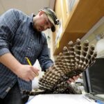 to-save-spotted-owls,-us-officials-plan-to-kill-hundreds-of-thousands-of-another-owl-species