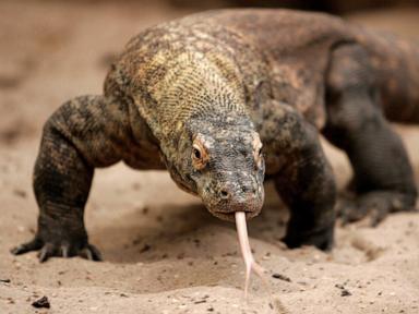 yes,-some-animals-can-have-babies-without-a-mate.-here’s-how