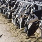 colorado-dairy-worker-tests-positive-for-bird-flu,-fourth-person-linked-to-outbreak