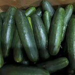 untreated-water-tied-to-salmonella-outbreak-in-cucumbers-that-sickened-450-people-in-us