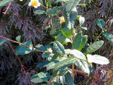 keep-your-kettle-whistling-all-year-round-by-growing-your-own-tea-plants