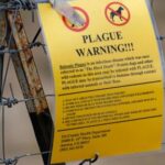 the-plague-rarely-affects-humans,-though-the-us-sees-about-7-cases-a-year.-here’s-why