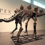 a-stegosaurus-nicknamed-apex-will-be-auctioned-in-new-york.-its-remains-show-signs-of-arthritis