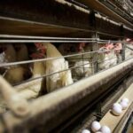us-health-officials-confirm-four-new-bird-flu-cases,-in-colorado-poultry-workers