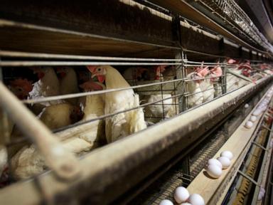 us-health-officials-confirm-four-new-bird-flu-cases,-in-colorado-poultry-workers