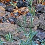 webcam-monitors-hundreds-of-rattlesnakes-at-a-colorado-‘mega-den’-for-citizen-science