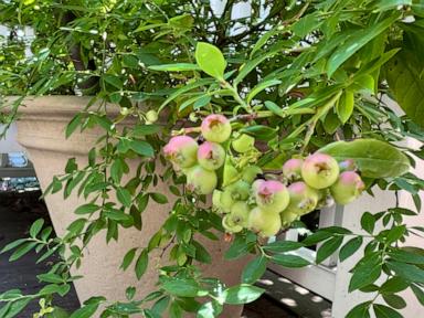 a-sweet,-native-and-nutritious-snack-from-the-garden?-look-no-further-than-blueberries