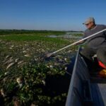 tons-of-dead-fish-cover-major-river-in-brazil-after-alleged-dumping-of-industrial-waste