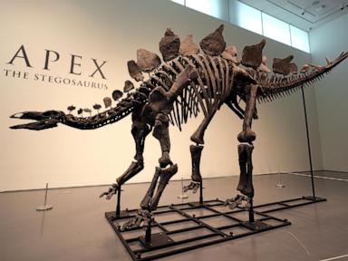 stegosaurus-fossil-fetches-nearly-$45m,-setting-record-for-dinosaur-auctions