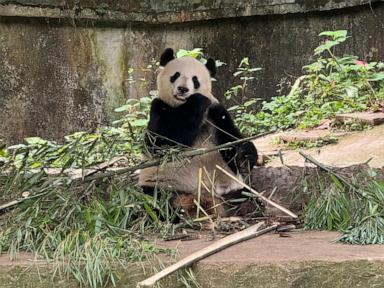 the-winner-in-china’s-panda-diplomacy:-the-pandas-themselves