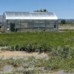 green-agendas-clash-in-nevada-as-company-grows-rare-plant-to-help-it-survive-effects-of-a-mine