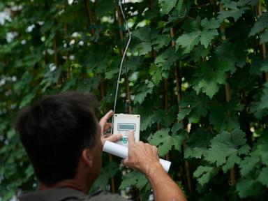 greenhouses-are-becoming-more-popular,-but-there’s-little-research-on-how-to-protect-workers