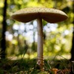 midwest-sees-surge-in-calls-to-poison-control-centers-amid-bumper-crop-of-wild-mushrooms