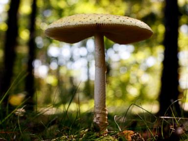 midwest-sees-surge-in-calls-to-poison-control-centers-amid-bumper-crop-of-wild-mushrooms