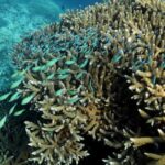 great-barrier-reef-waters-were-hottest-in-400-years-over-the-past-decade,-study-finds