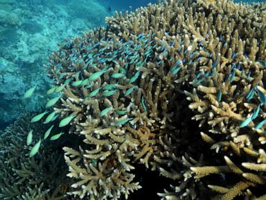 great-barrier-reef-waters-were-hottest-in-400-years-over-the-past-decade,-study-finds