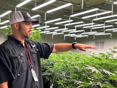 alabama-approved-a-medical-marijuana-program-in-2021-patients-are-still-waiting-for-it.