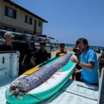 a-rarely-seen-deep-sea-fish-is-found-in-california,-and-scientists-want-to-know-why