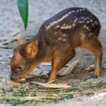 tiny-south-american-deer-debuts-at-new-york-city-zoo