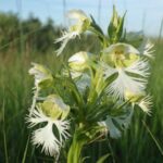 a-rare-orchid-survives-on-a-few-tracts-of-prairie.-researchers-want-to-learn-its-secrets