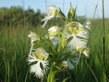a-rare-orchid-survives-on-a-few-tracts-of-prairie.-researchers-want-to-learn-its-secrets