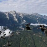 this-bird-species-was-extinct-in-europe.-now-it’s-back,-and-humans-must-help-it-migrate-for-winter