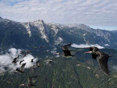 this-bird-species-was-extinct-in-europe.-now-it’s-back,-and-humans-must-help-it-migrate-for-winter