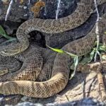 newborn-rattlesnakes-at-a-colorado-‘mega-den’-are-making-their-live-debut