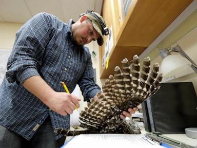 killings-of-invasive-owls-to-ramp-up-on-us-west-coast-in-a-bid-to-save-native-birds