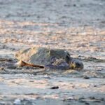 sea-turtles-make-big-comeback-on-sandy-beaches-at-2-british-military-bases-in-cyprus